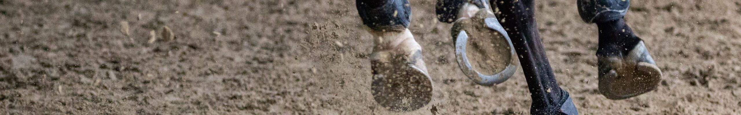 Hidalgo_Website_Paardenrevalidatie_Banner